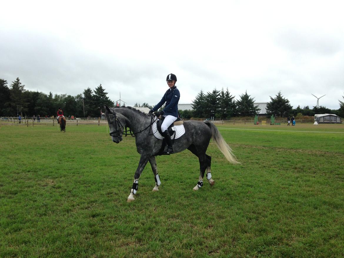 Hollandsk Varmblod Diana billede 8