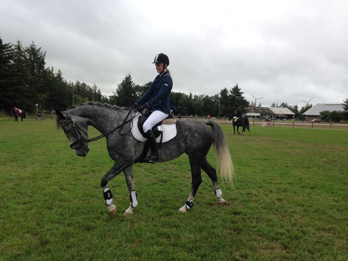 Hollandsk Varmblod Diana billede 9