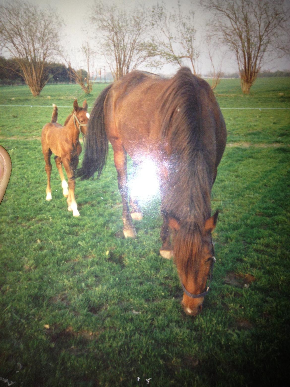 Lipizzaner Dalsø´s kiri - kiri som lille, sammen med moren (kary) billede 29