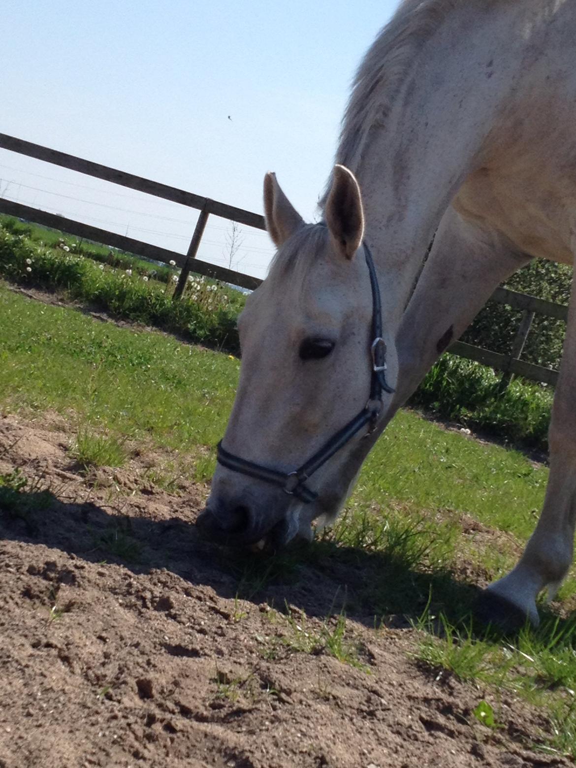 Lipizzaner Dalsø´s kiri - sommer 2012 billede 30