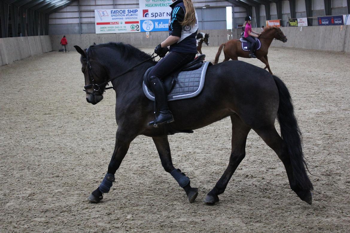 Anden særlig race Victoria billede 2