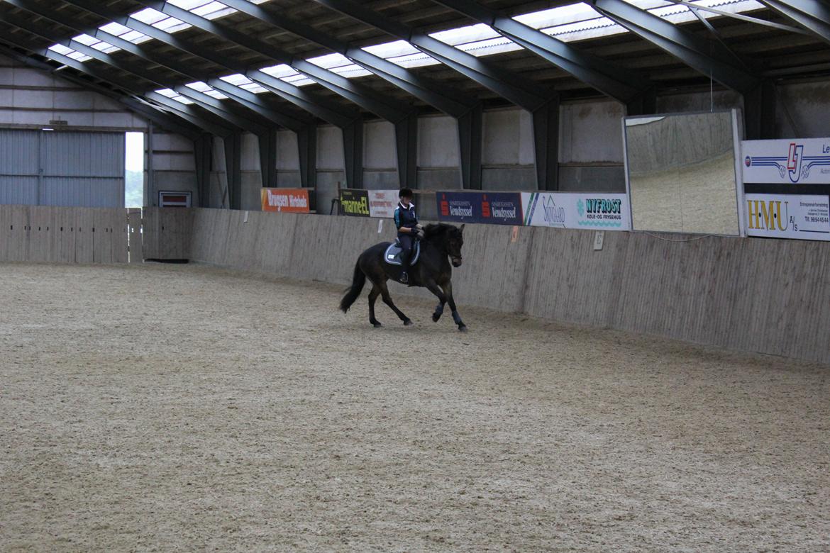 Anden særlig race Victoria billede 3