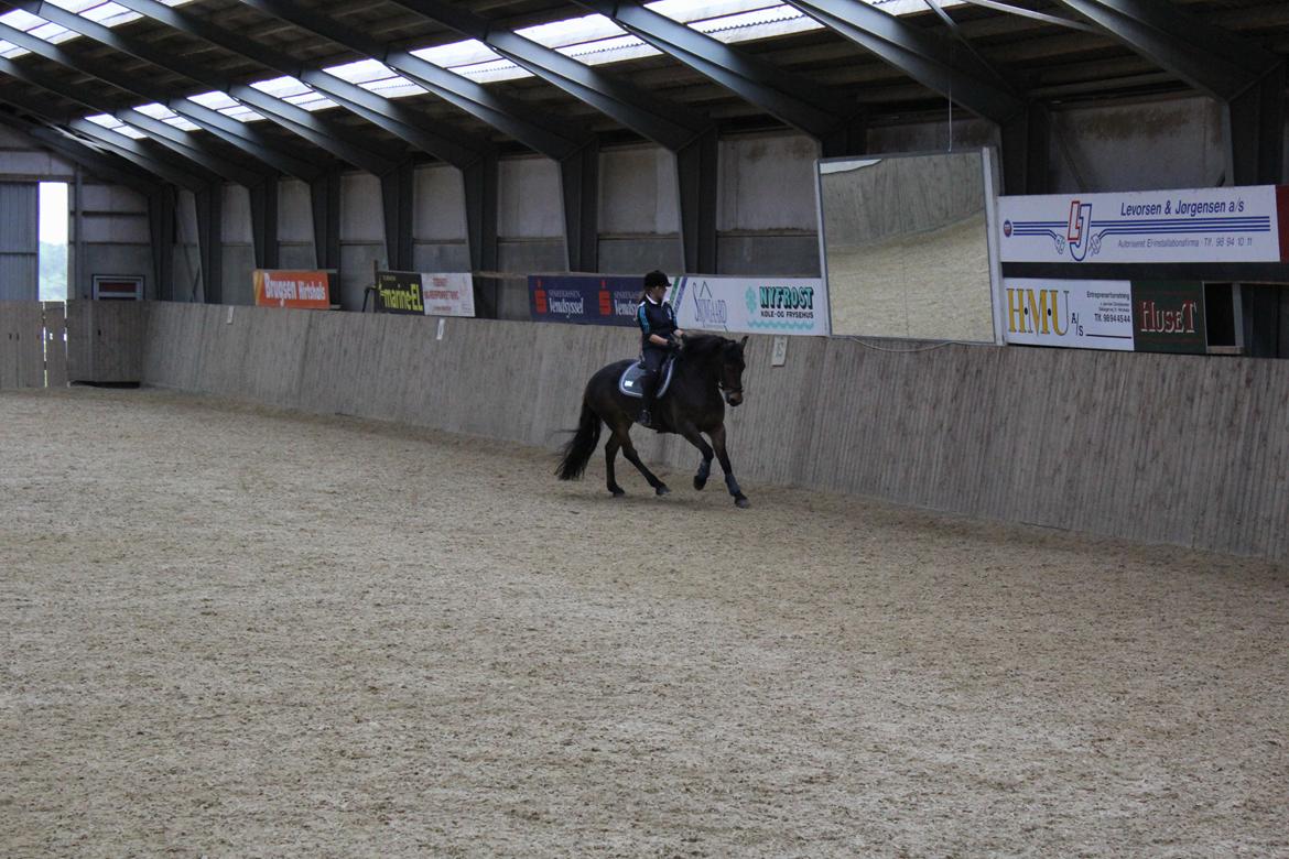 Anden særlig race Victoria billede 4