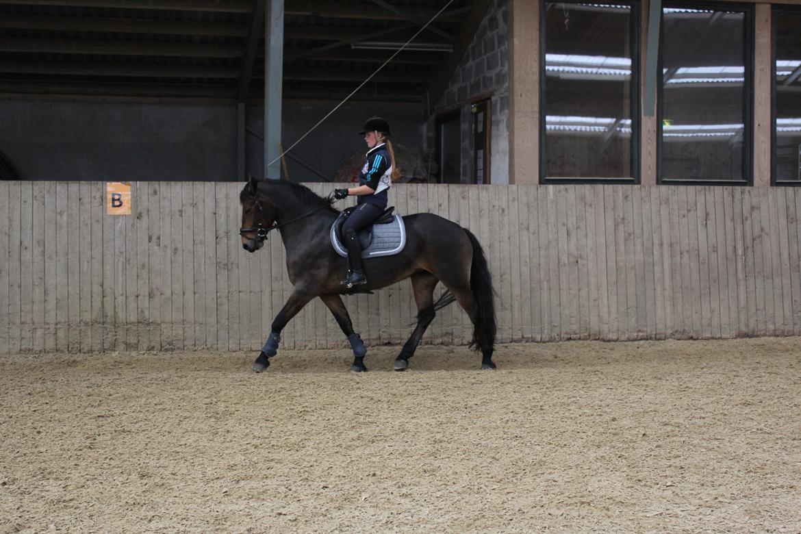 Anden særlig race Victoria billede 5