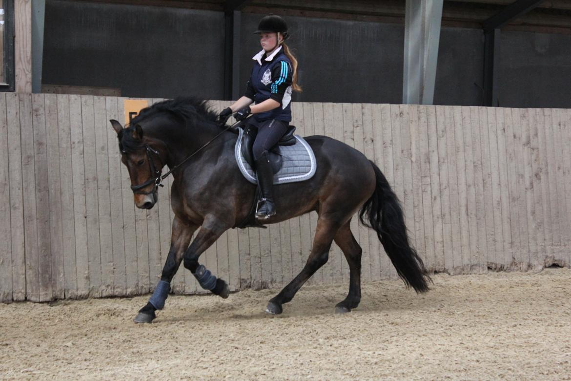 Anden særlig race Victoria billede 1