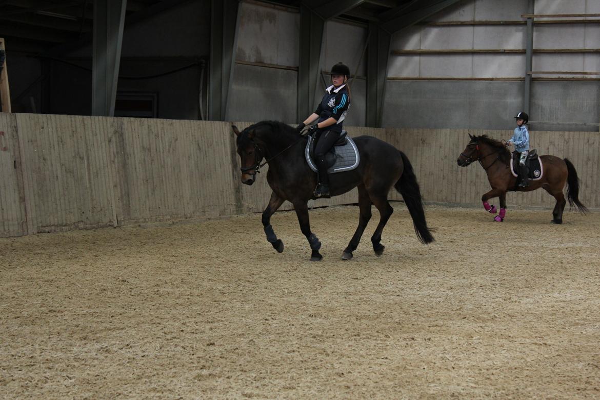 Anden særlig race Victoria billede 8