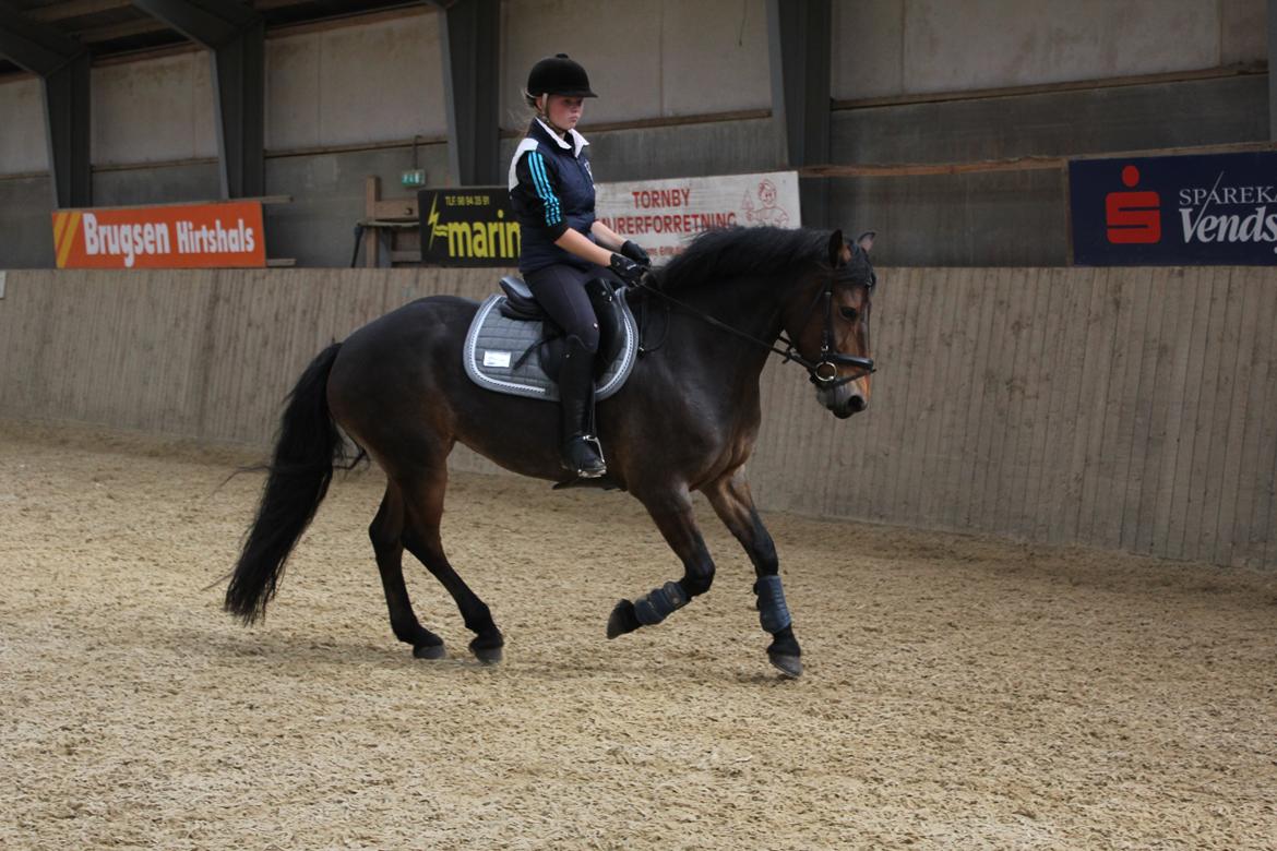 Anden særlig race Victoria billede 9