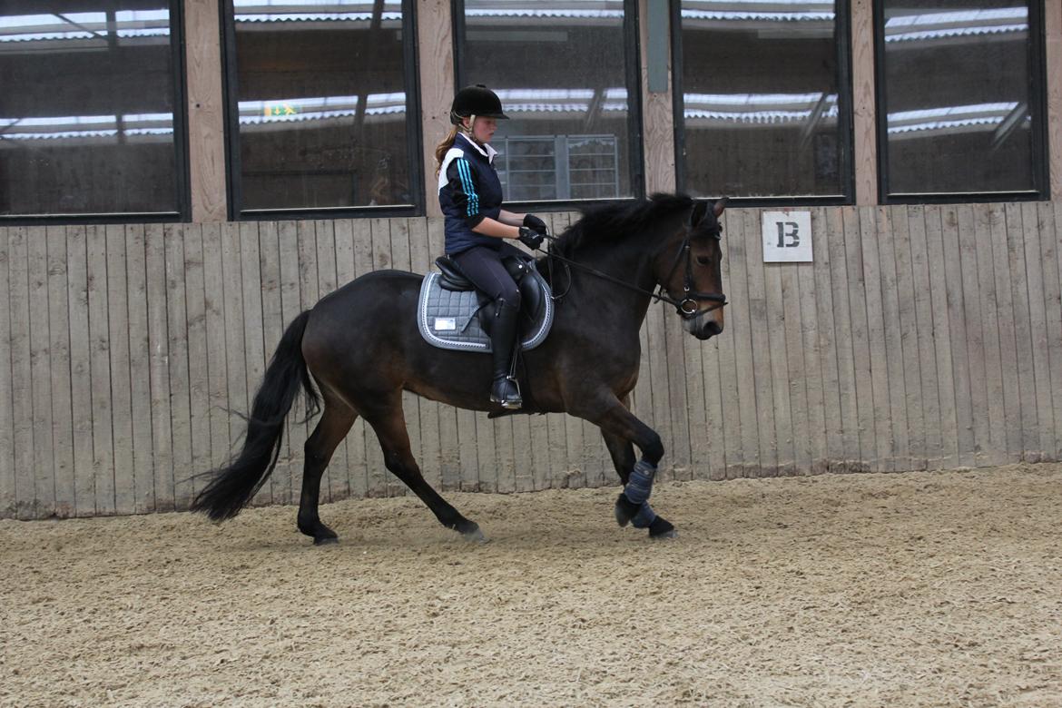 Anden særlig race Victoria billede 10