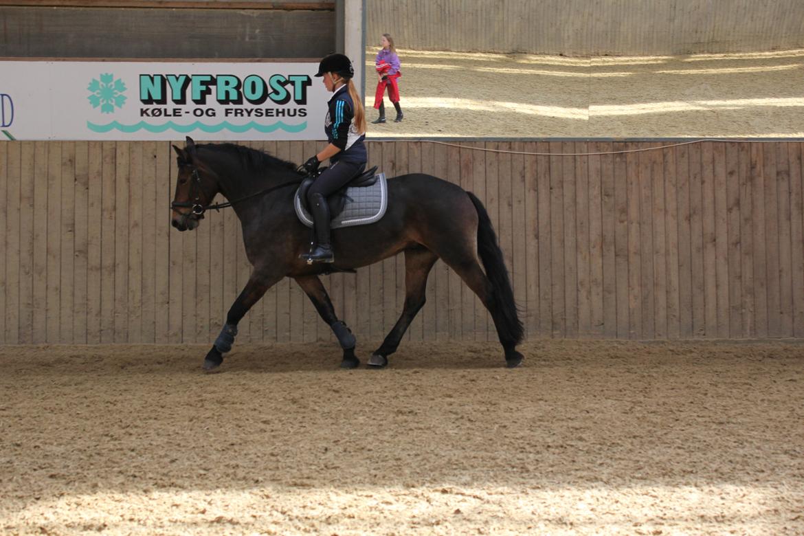 Anden særlig race Victoria billede 11