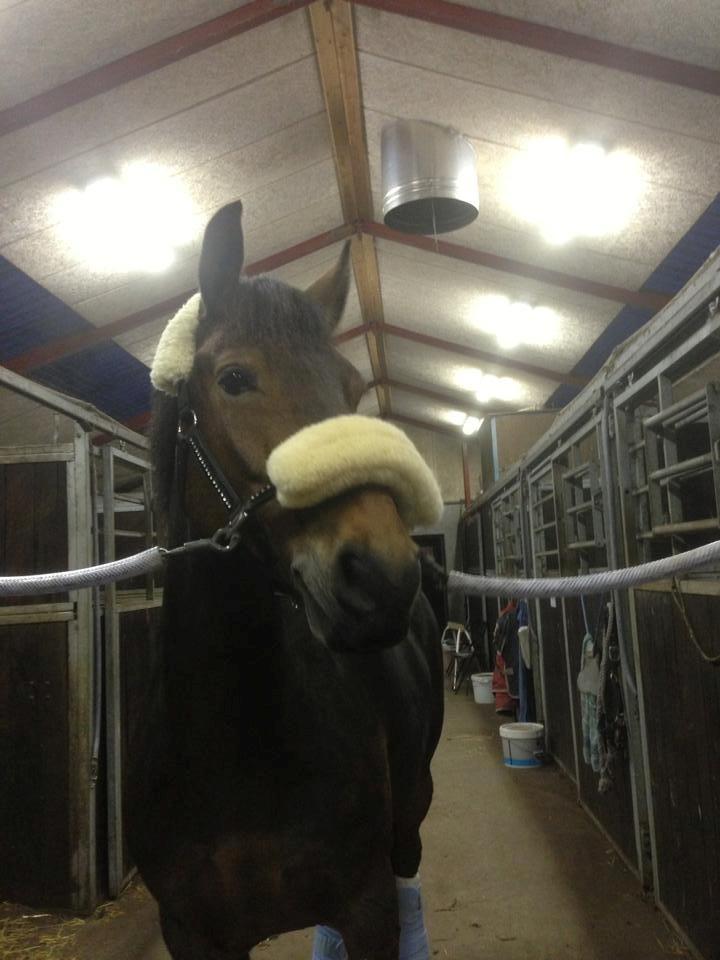 Anden særlig race Victoria billede 12