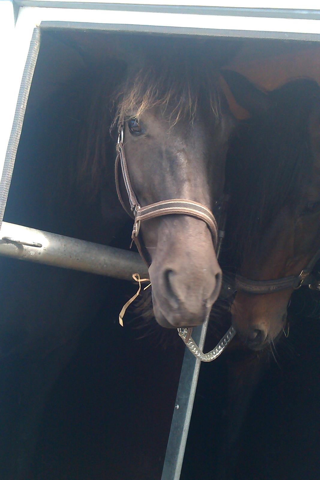 New Forest Martini hedevang - foto mig billede 5