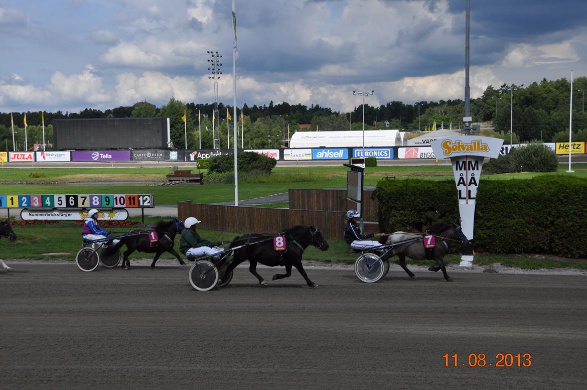 Shetlænder Johannesbergs Neon - Neon & Camilla vinder på sveriges største bane Solvalla. billede 18