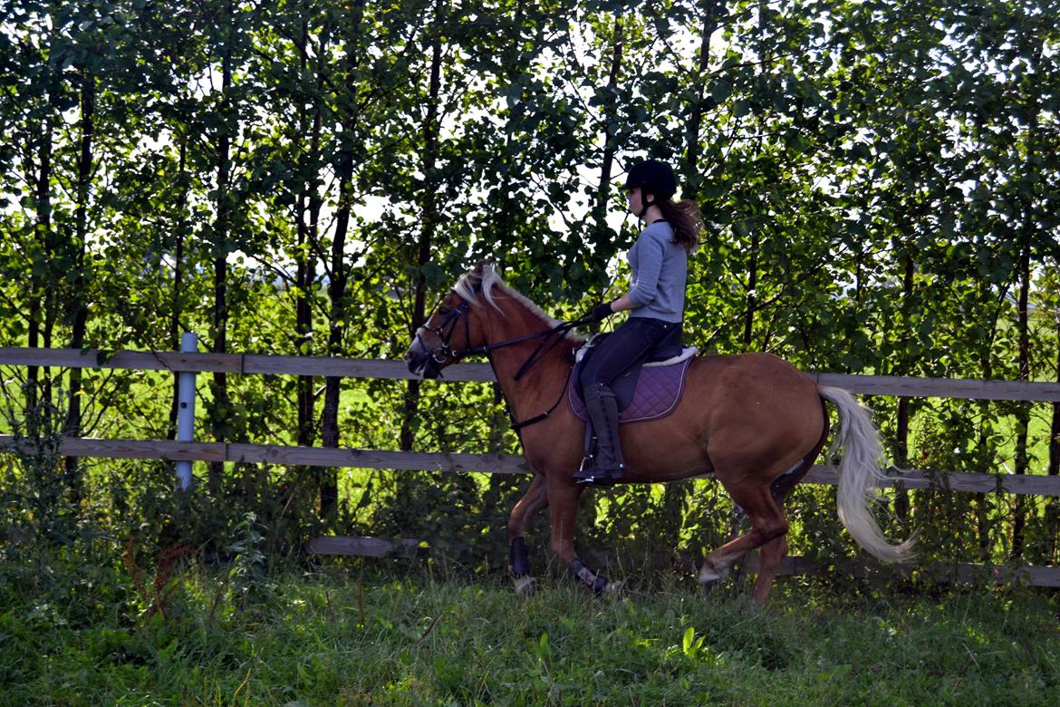 Haflinger Sofie - Galopmoment :) Foto: Mathilde billede 5