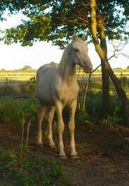Palomino Sun Dancer - 1 år og måler 149 cm  billede 1