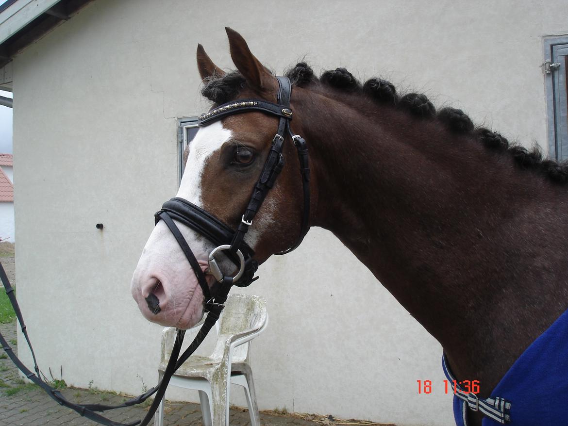 Welsh Pony (sec B) BARNHOEVE´S ARTHUR *A-PONY* billede 7