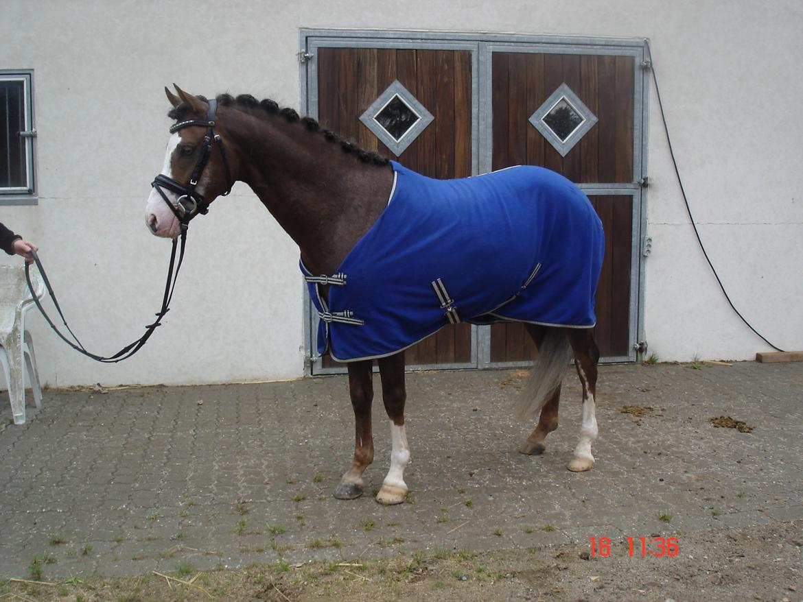 Welsh Pony (sec B) BARNHOEVE´S ARTHUR *A-PONY* billede 8