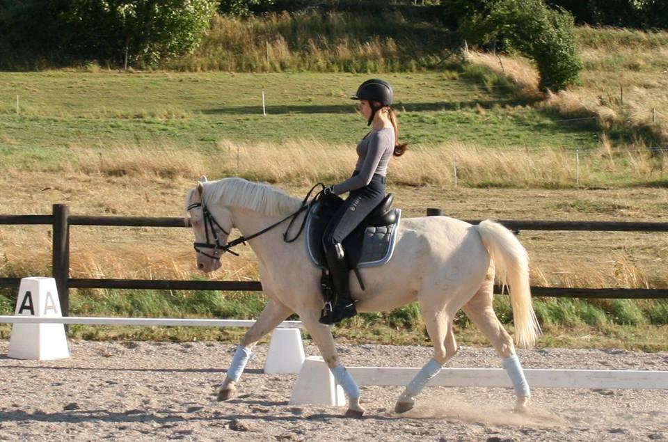 Palomino Atreju *Stjernen* - træning :-) billede 13