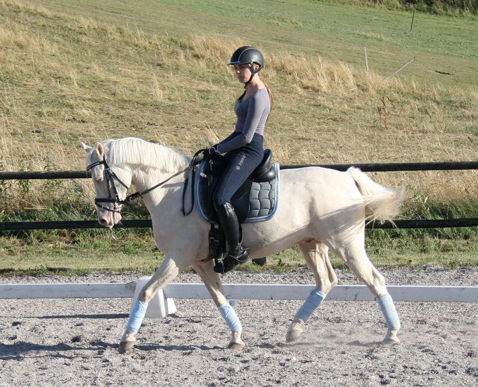 Palomino Atreju *Stjernen* billede 1
