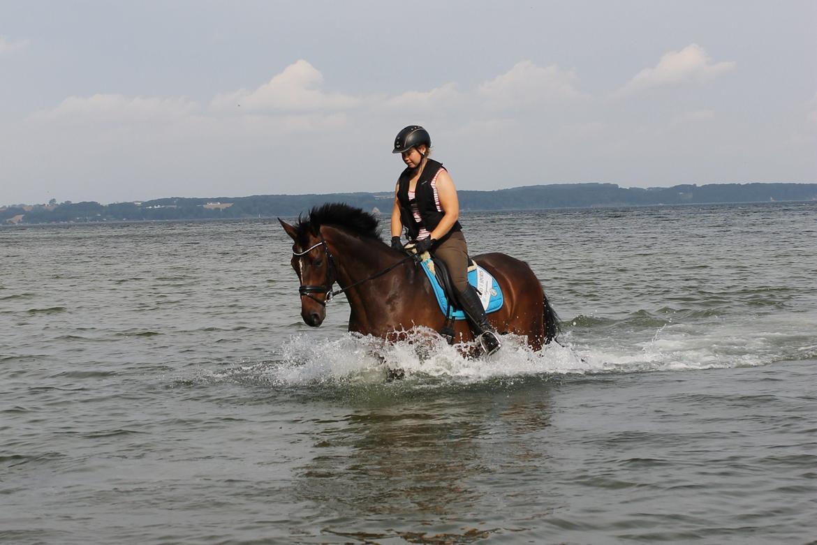 Dansk Varmblod Ganesh billede 12