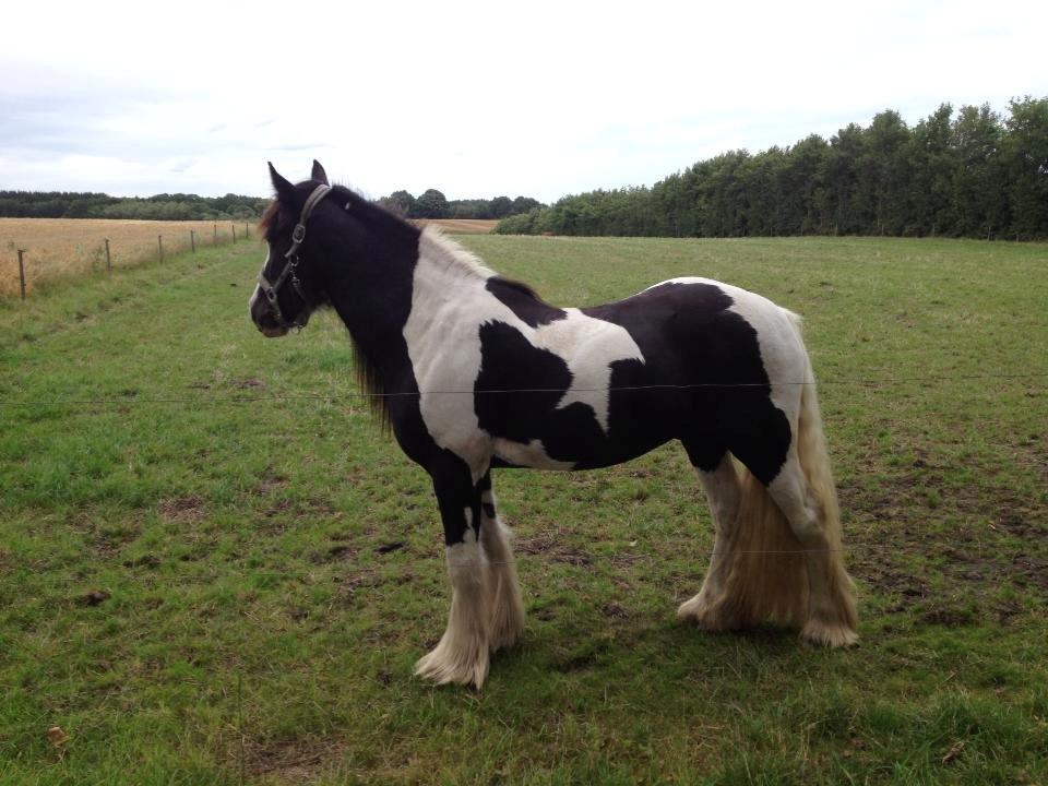 Irish Cob shadow billede 17