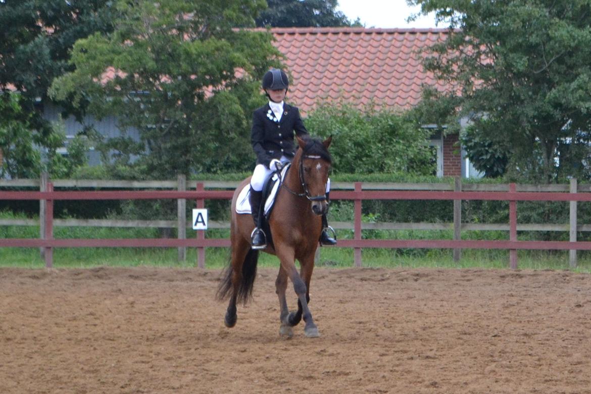 DSP Bæklunds Anizette - øgning i Lb1:) vandt en 3.plads billede 18