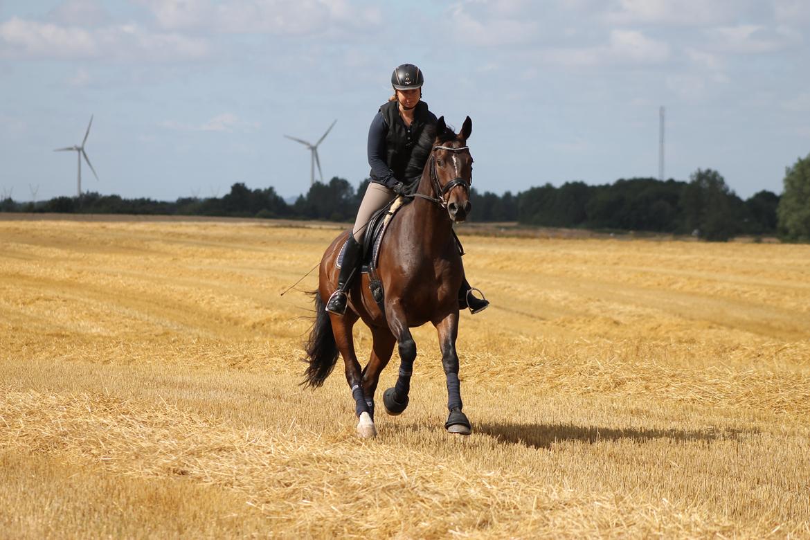 Dansk Varmblod Ganesh billede 2