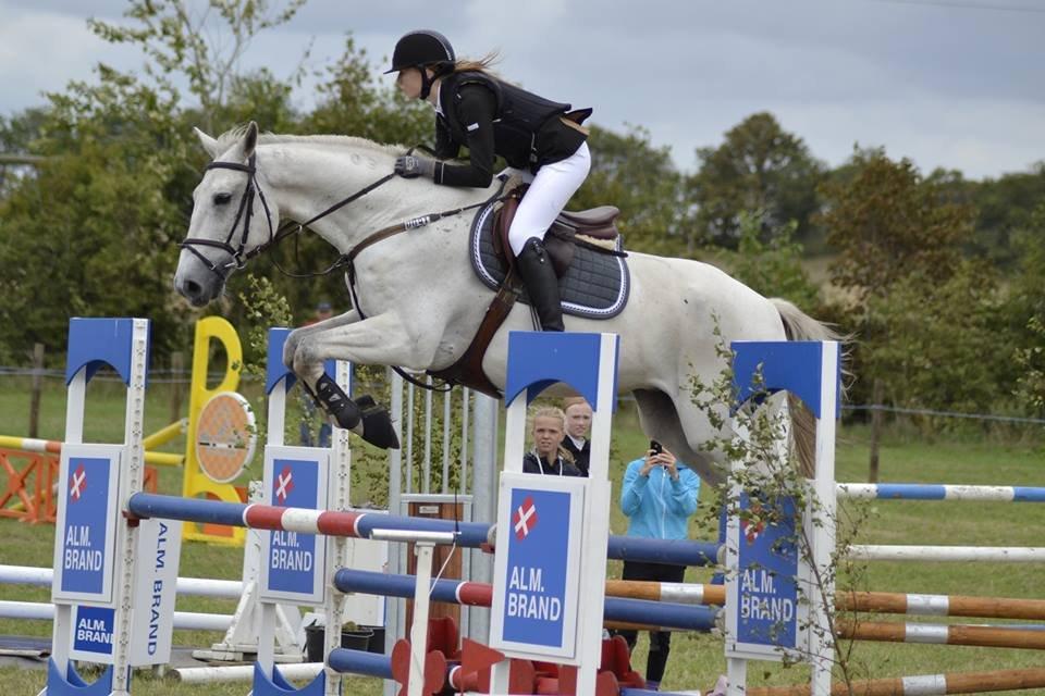 Ungarnsk Varmblod  Favourite (BO!) billede 2