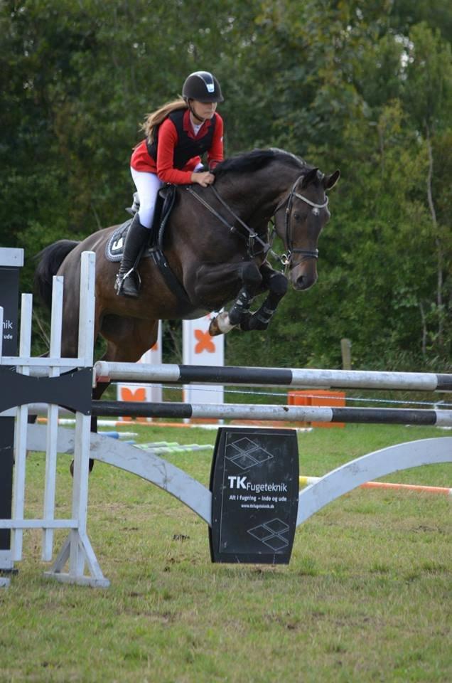 Hollandsk Varmblod Cavour - Første Mb, med 0 fejl, SÅ lækker!!<3 billede 3