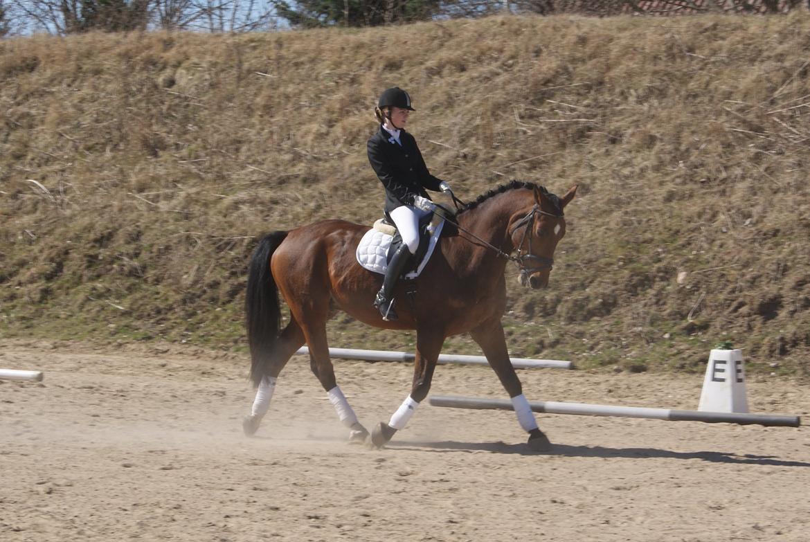 Anden særlig race Molino - Stævne på Fjordvang d. 21. april 2013 - LA2 billede 15