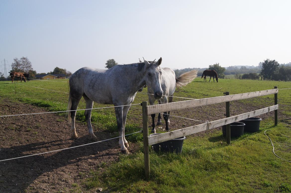 Holstener QUORP'S CADEAU billede 3