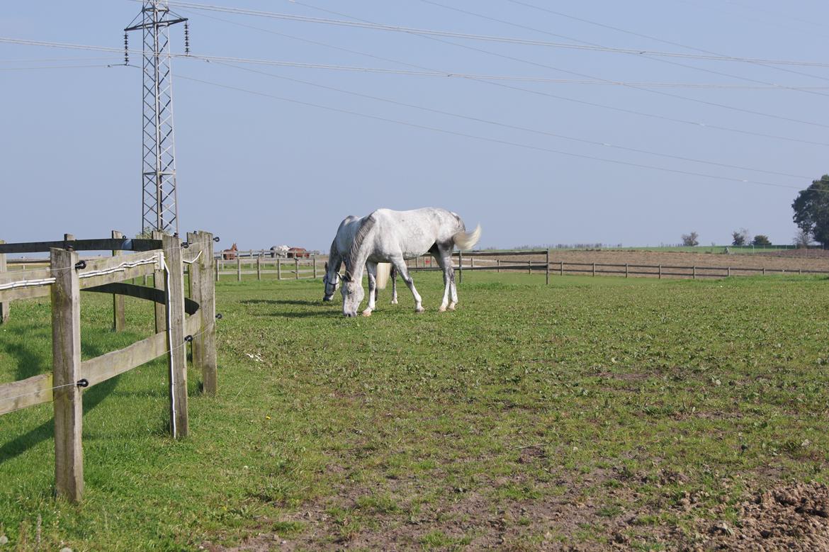 Holstener QUORP'S CADEAU billede 4