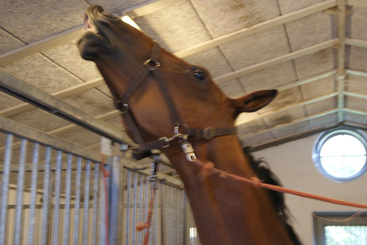 Anden særlig race Molino - Bassen <3 billede 16