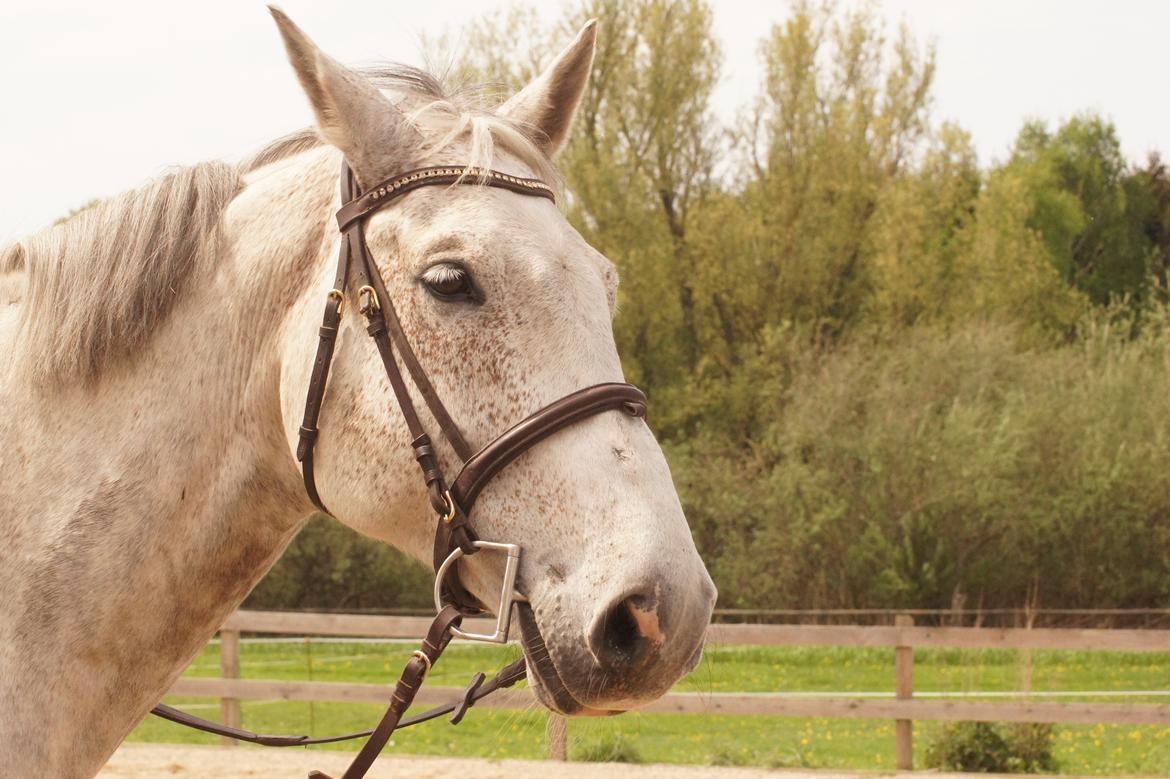 Holstener QUORP'S CADEAU billede 7