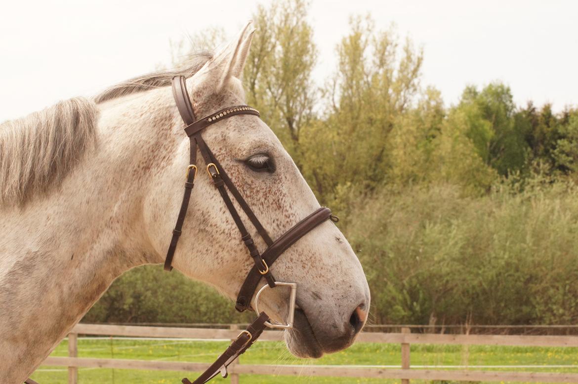 Holstener QUORP'S CADEAU billede 9