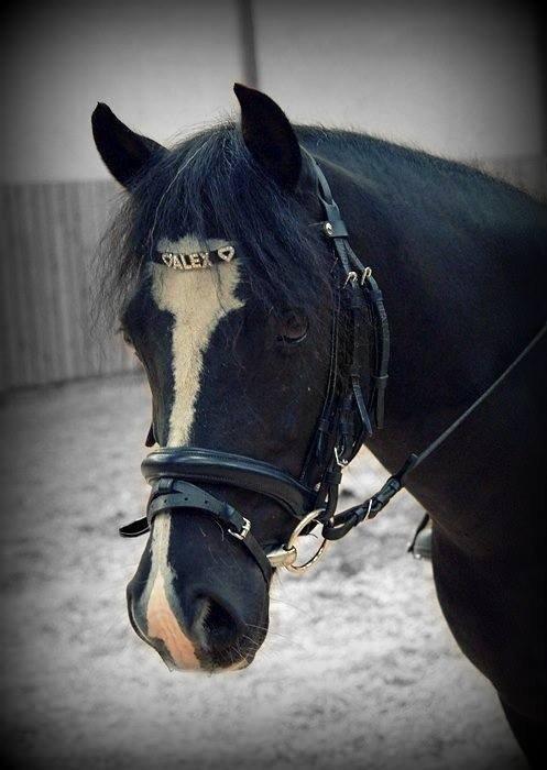 Welsh Pony (sec B) Barnhoeve's Alex billede 19