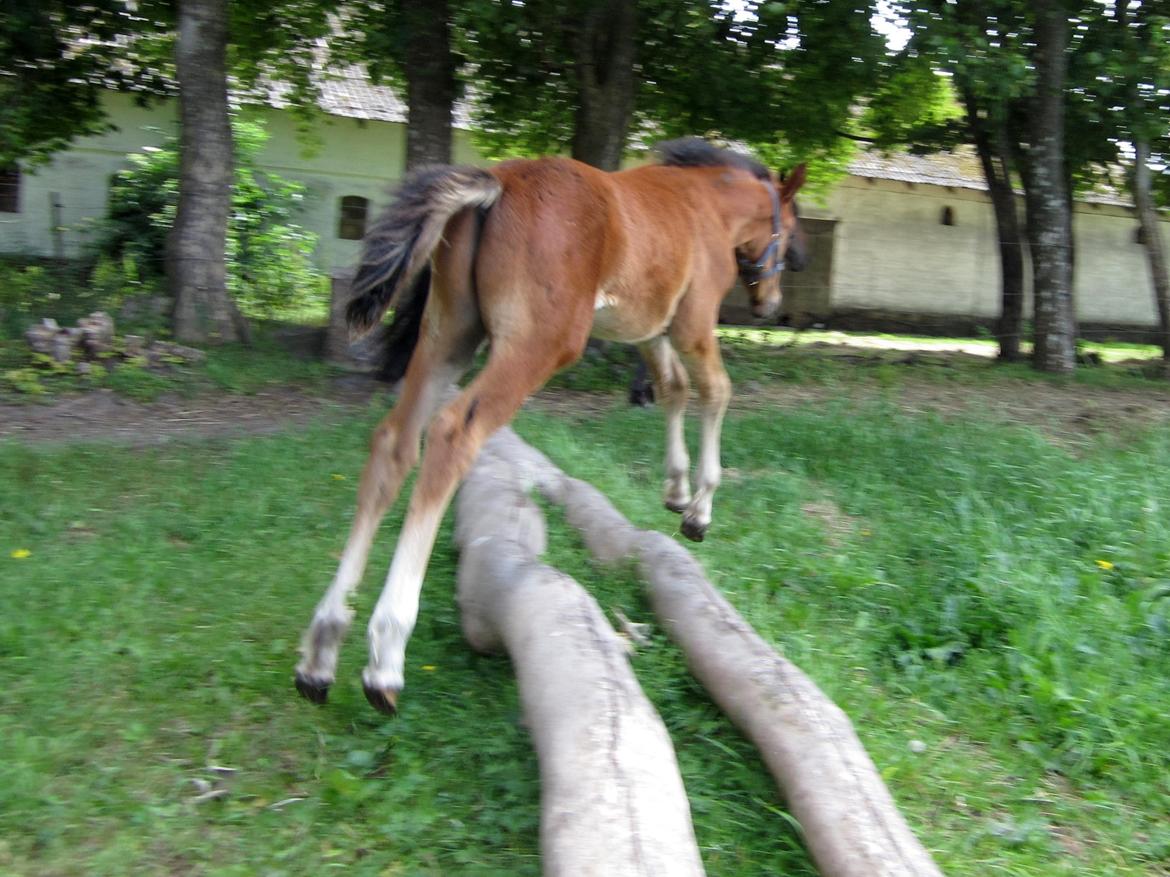 Anden særlig race Valliang R - SPRING hest, JOH det tror jeg nok lige.. ;) billede 13