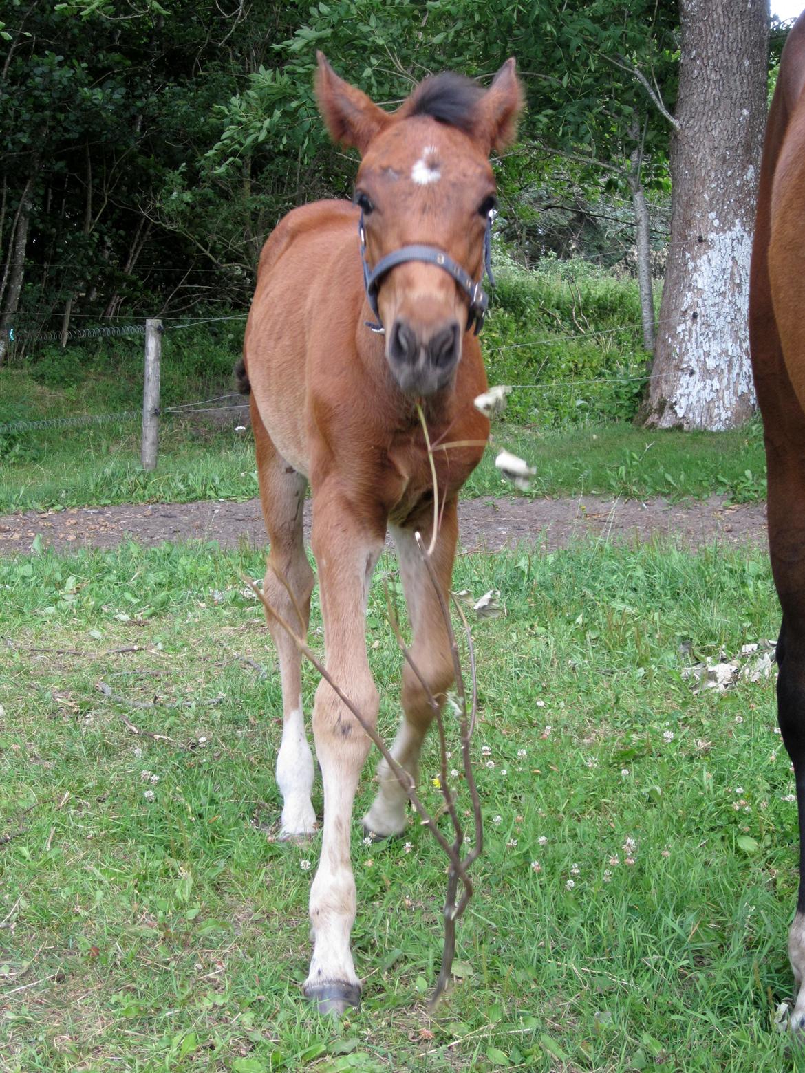 Anden særlig race Valliang R - "Hund" henter pind! billede 14