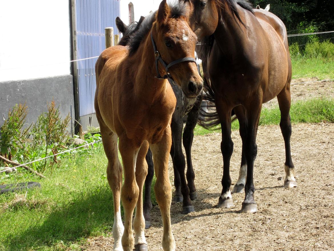 Anden særlig race Valliang R billede 15