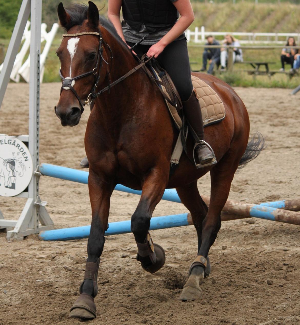 Anden særlig race Chanell billede 1