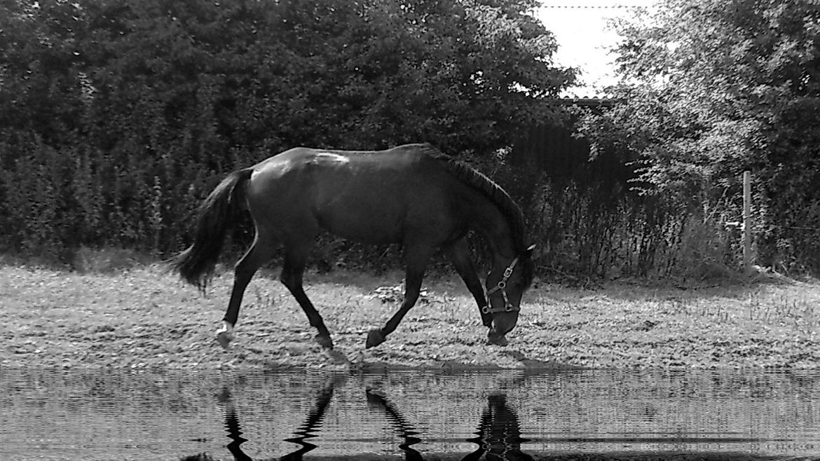 Dansk Varmblod SB *Pops* R.I.P* billede 18