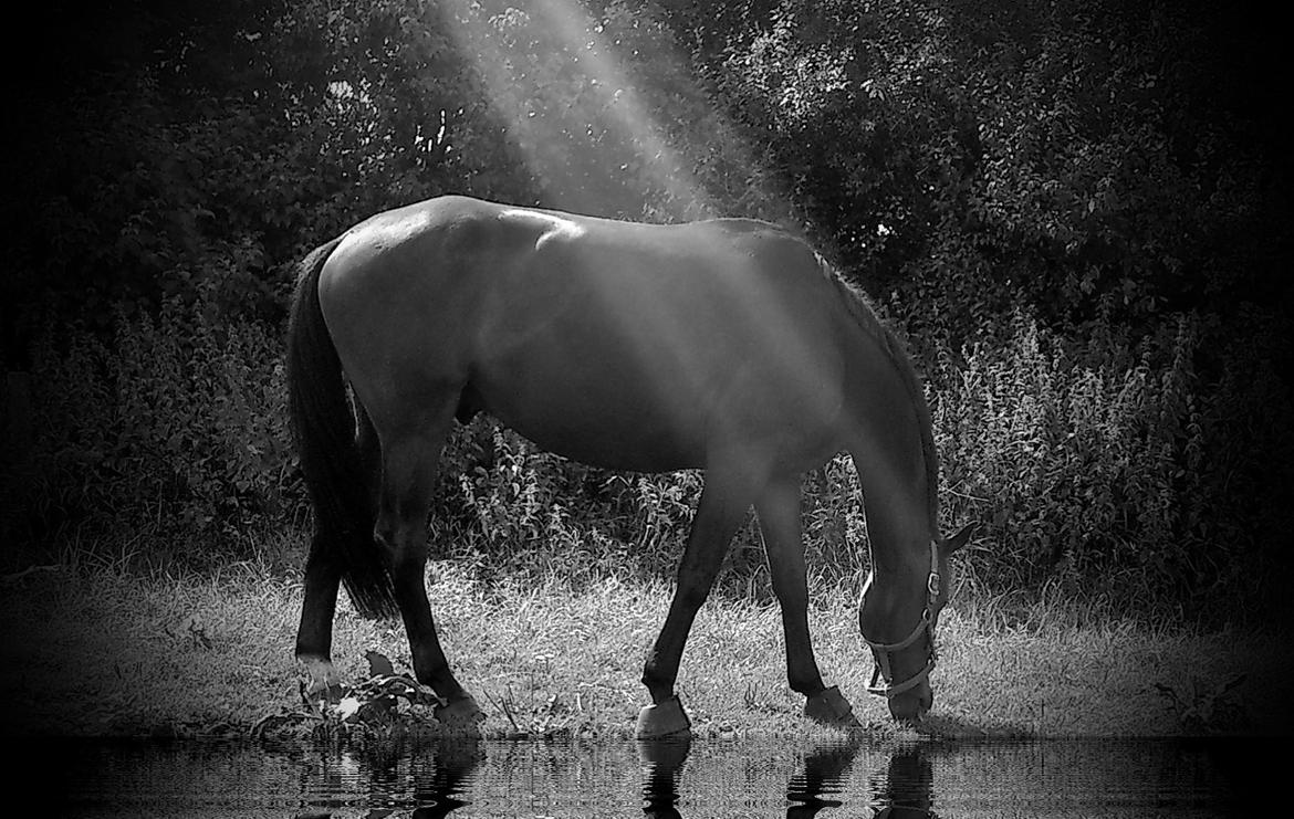 Dansk Varmblod SB *Pops* R.I.P* - Velkommen til min smukke drengs profil billede 2