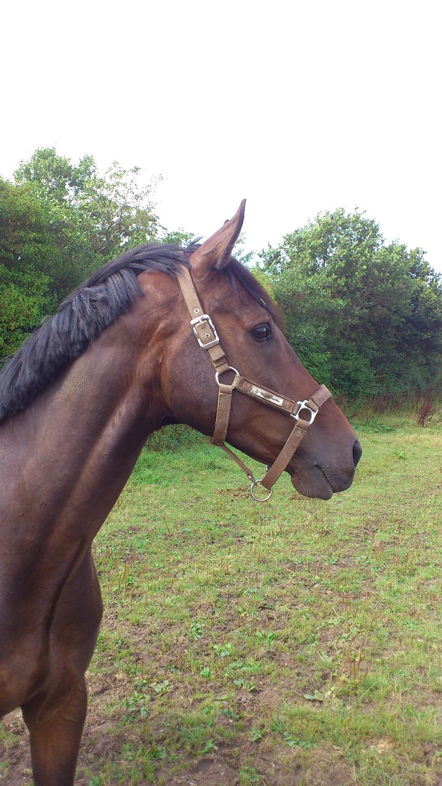 Dansk Varmblod SB *Pops* R.I.P* billede 19