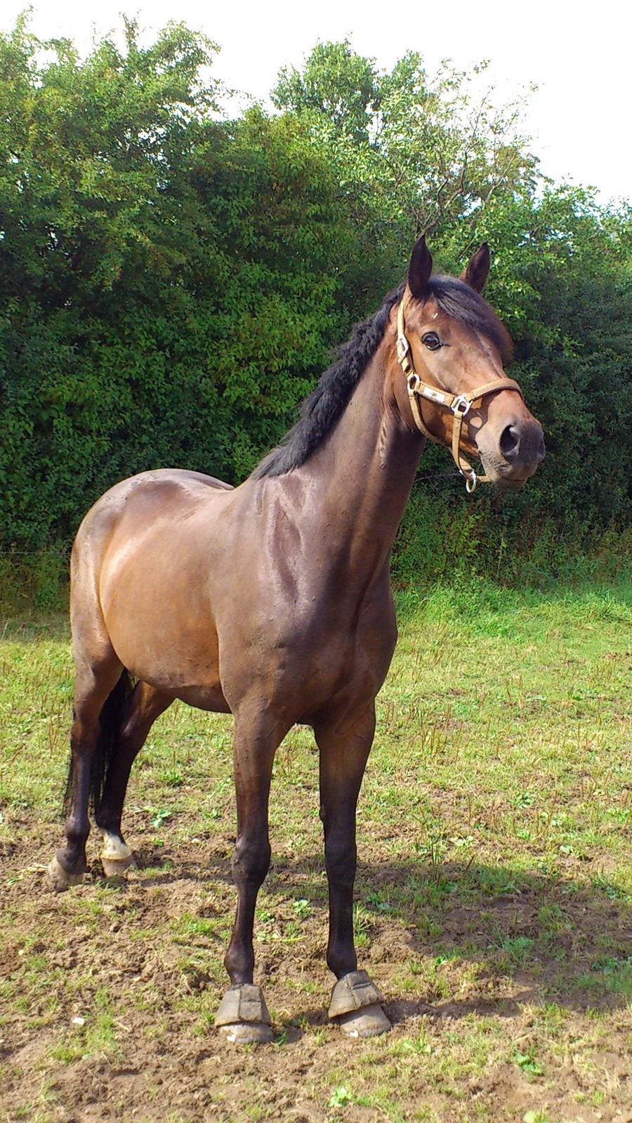 Dansk Varmblod SB *Pops* R.I.P* billede 20