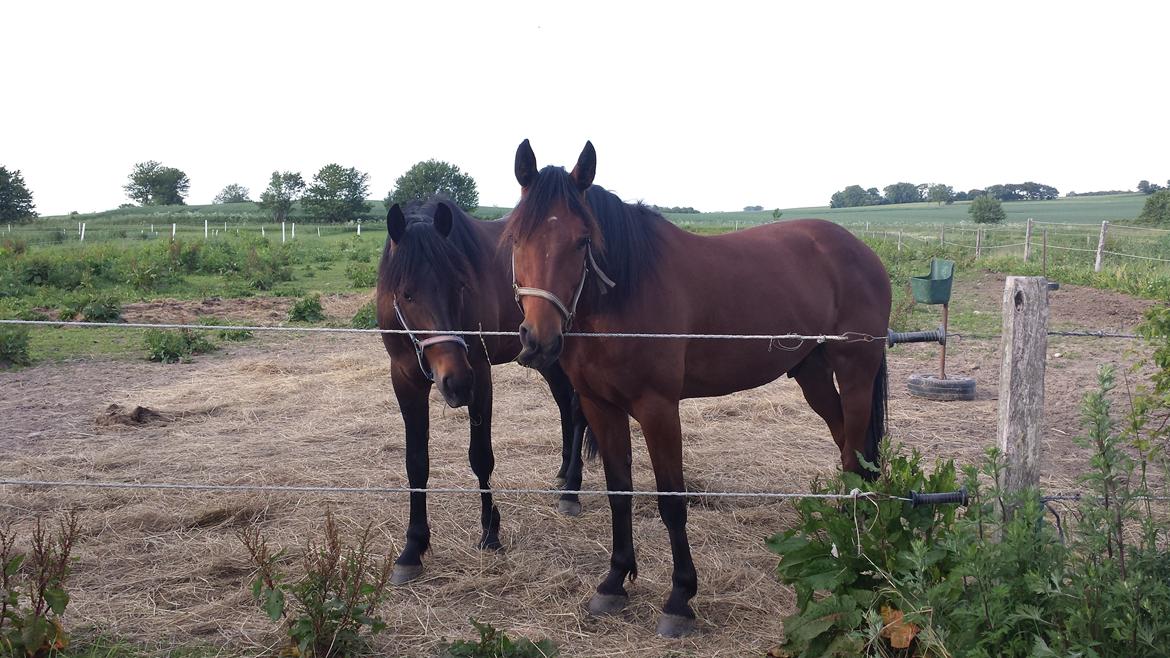 Traver Osiris Neergård - Glad dreng på fold :-) billede 5