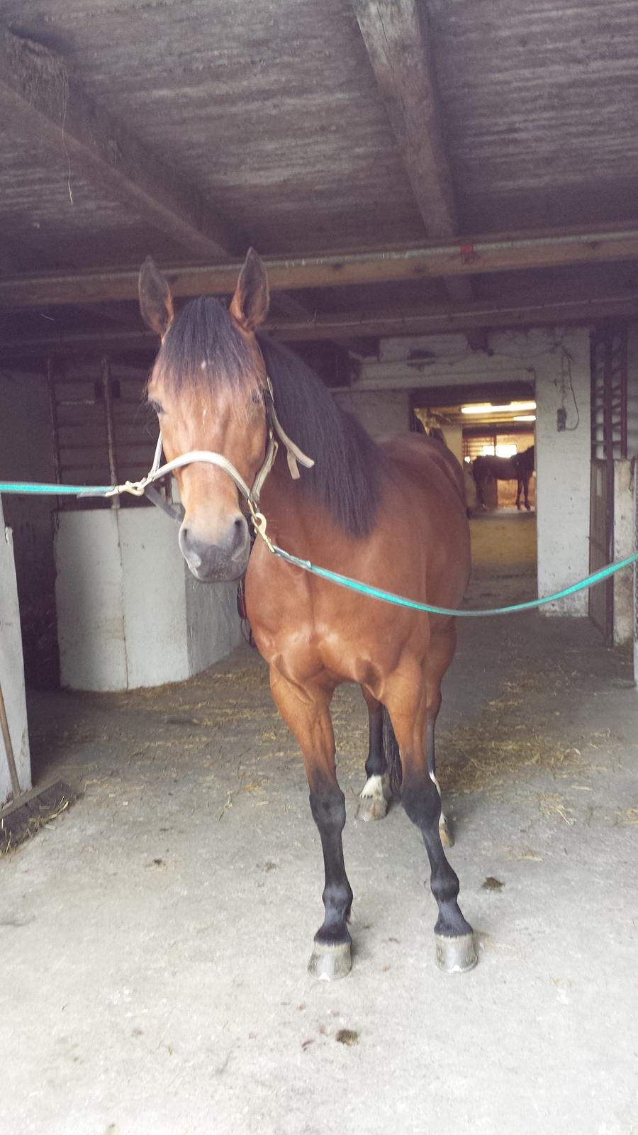 Traver Osiris Neergård - Hygge dag 2013! billede 6