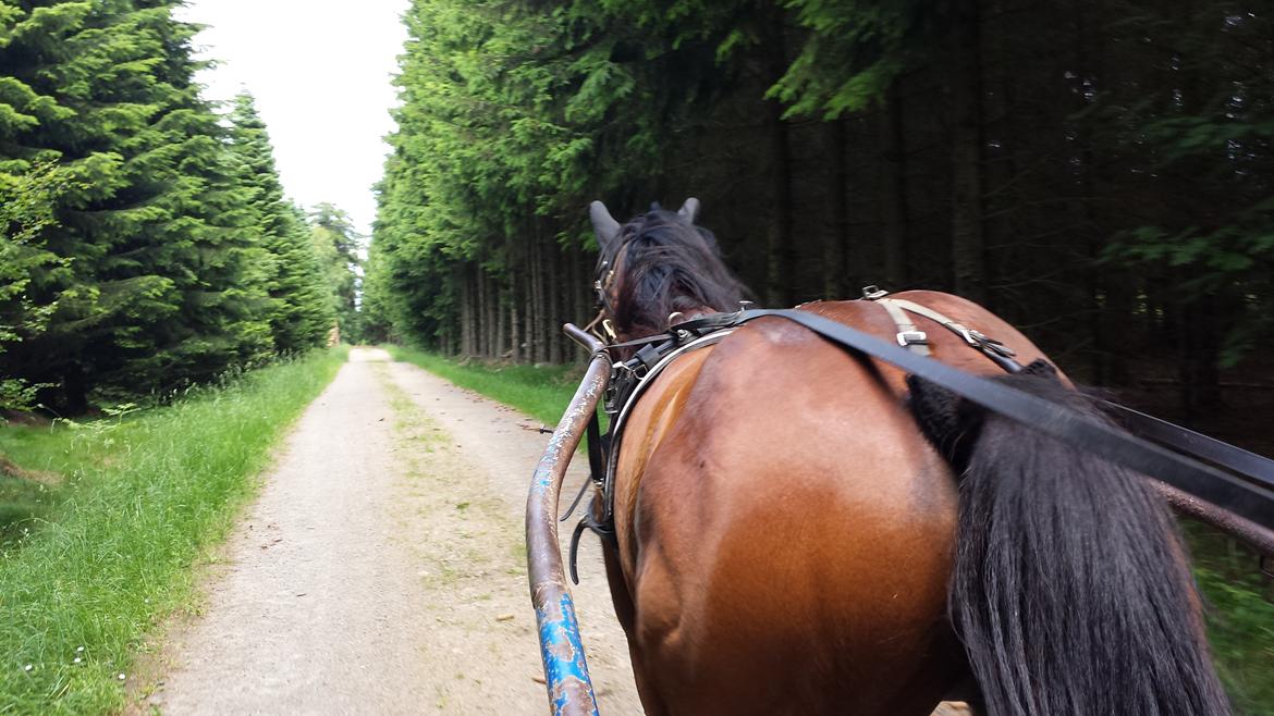 Traver Osiris Neergård - På tur i skoven  billede 8