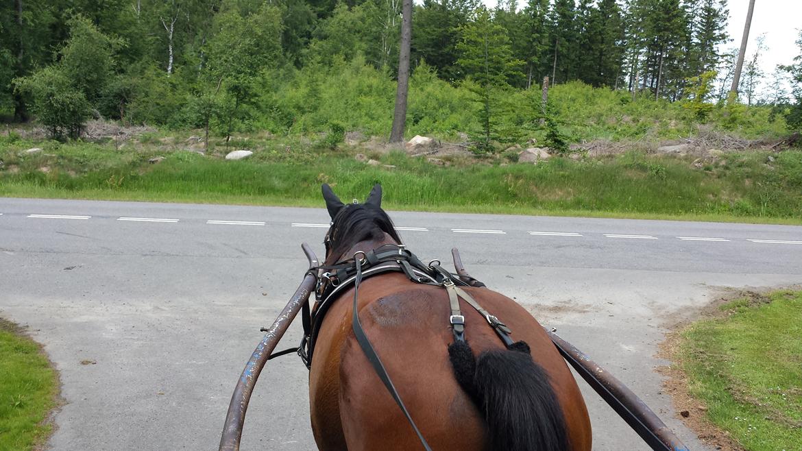 Traver Osiris Neergård - 2013 - På tur :-) billede 9