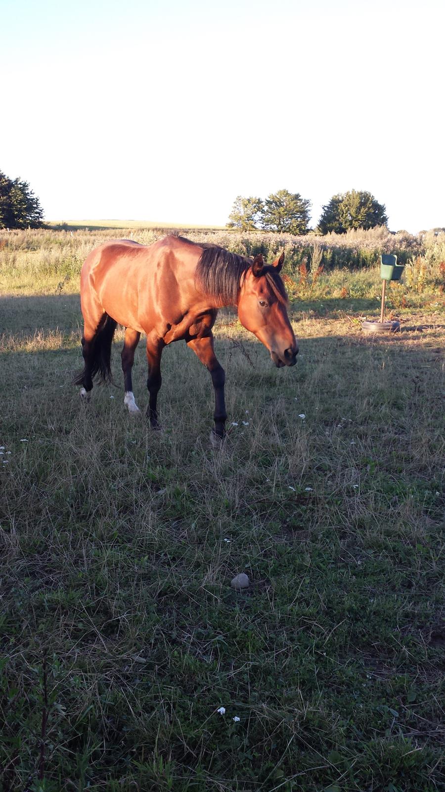 Traver Osiris Neergård - Den smukke basse på fold :-) billede 14