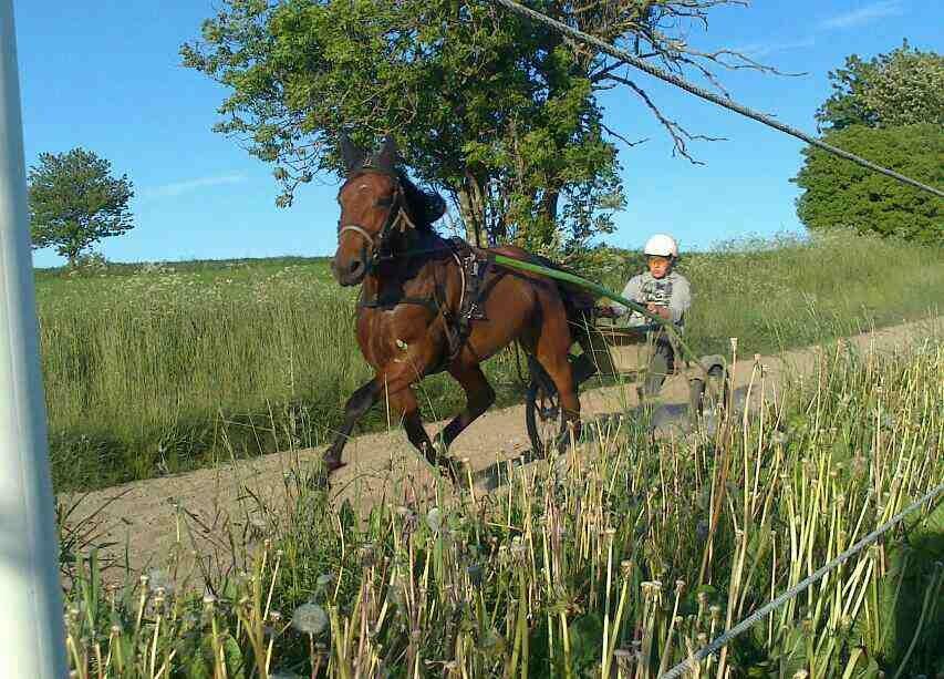 Traver Osiris Neergård - Træning af bassen hjemme 2013 :-) billede 16