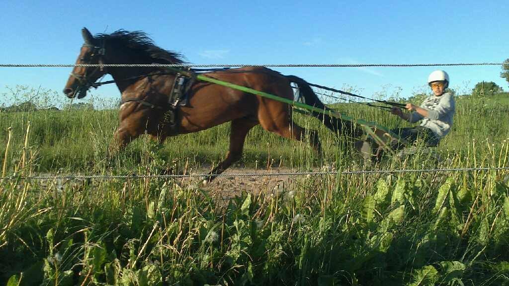 Traver Osiris Neergård - Træning i flot vejr 2013 :-)  billede 17
